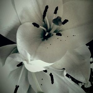 Meet your Posher, Tonya